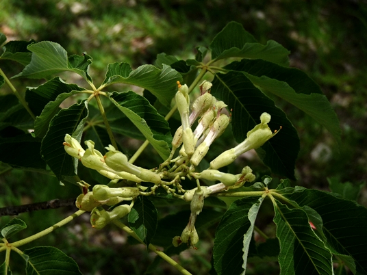 {Aesculus sylvatica}